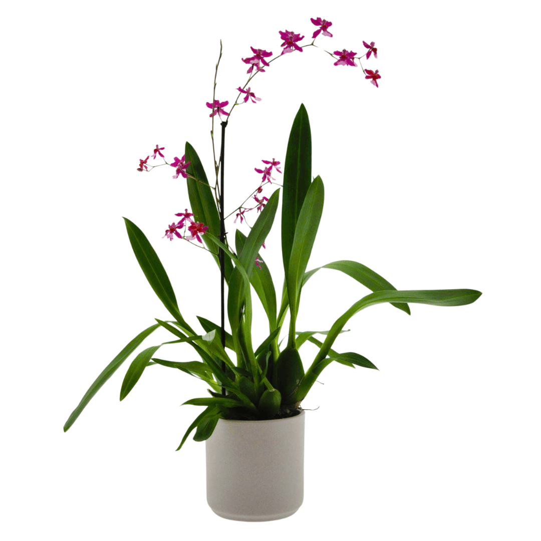 Wilsonara Fortissimo