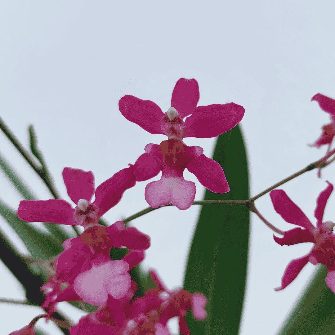 Wilsonara Fortissimo