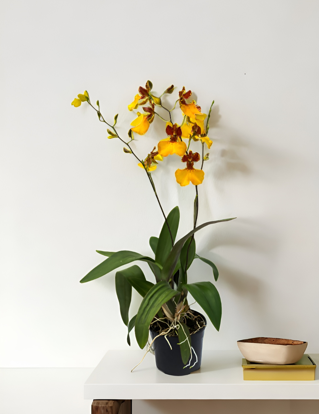 Oncidium Zappii