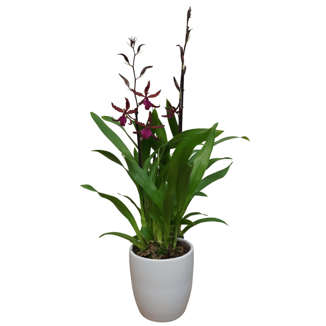 Wilsonara Greta
