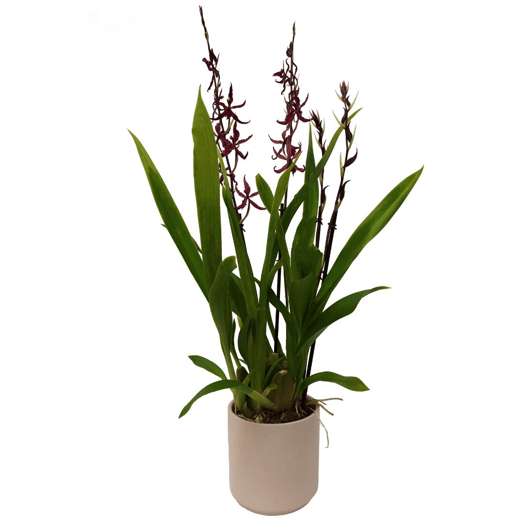 Wilsonara Greta