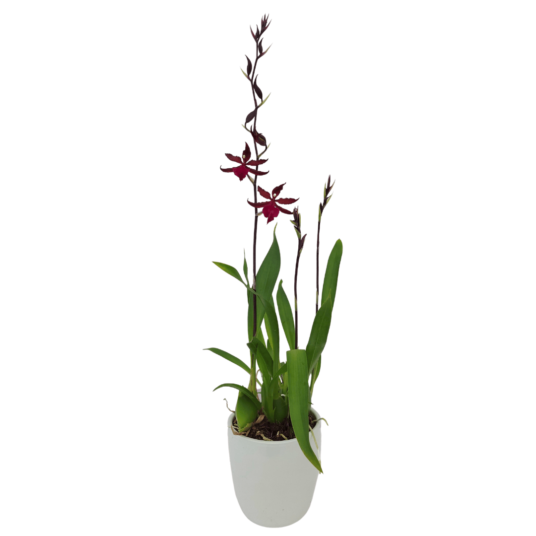 Wilsonara Greta