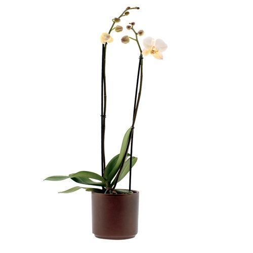 Phalaenopsis Yukidian Ø12