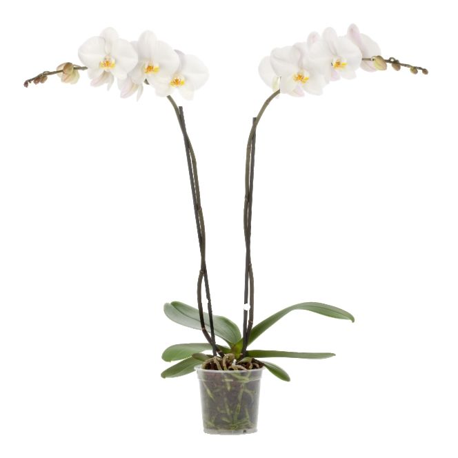 Phalaenopsis Yukidian Ø12