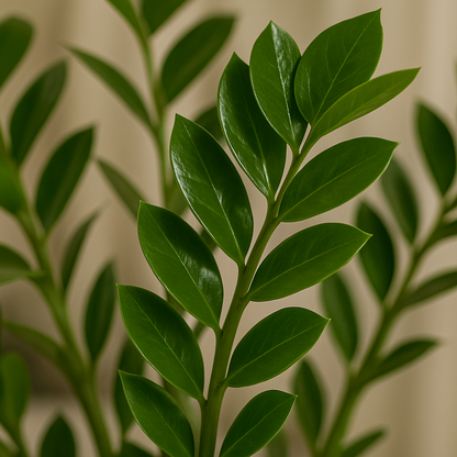 Zamioculcas