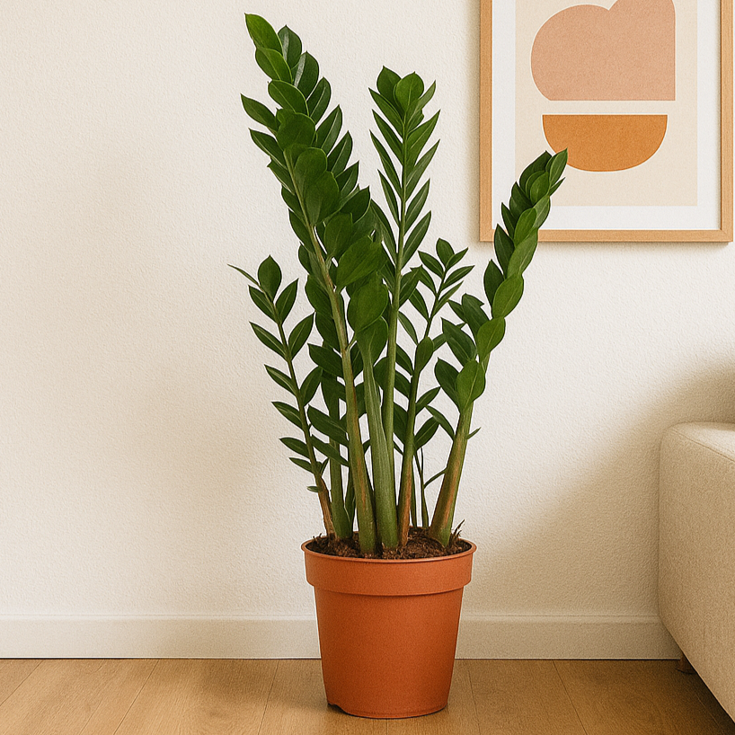 Zamioculcas