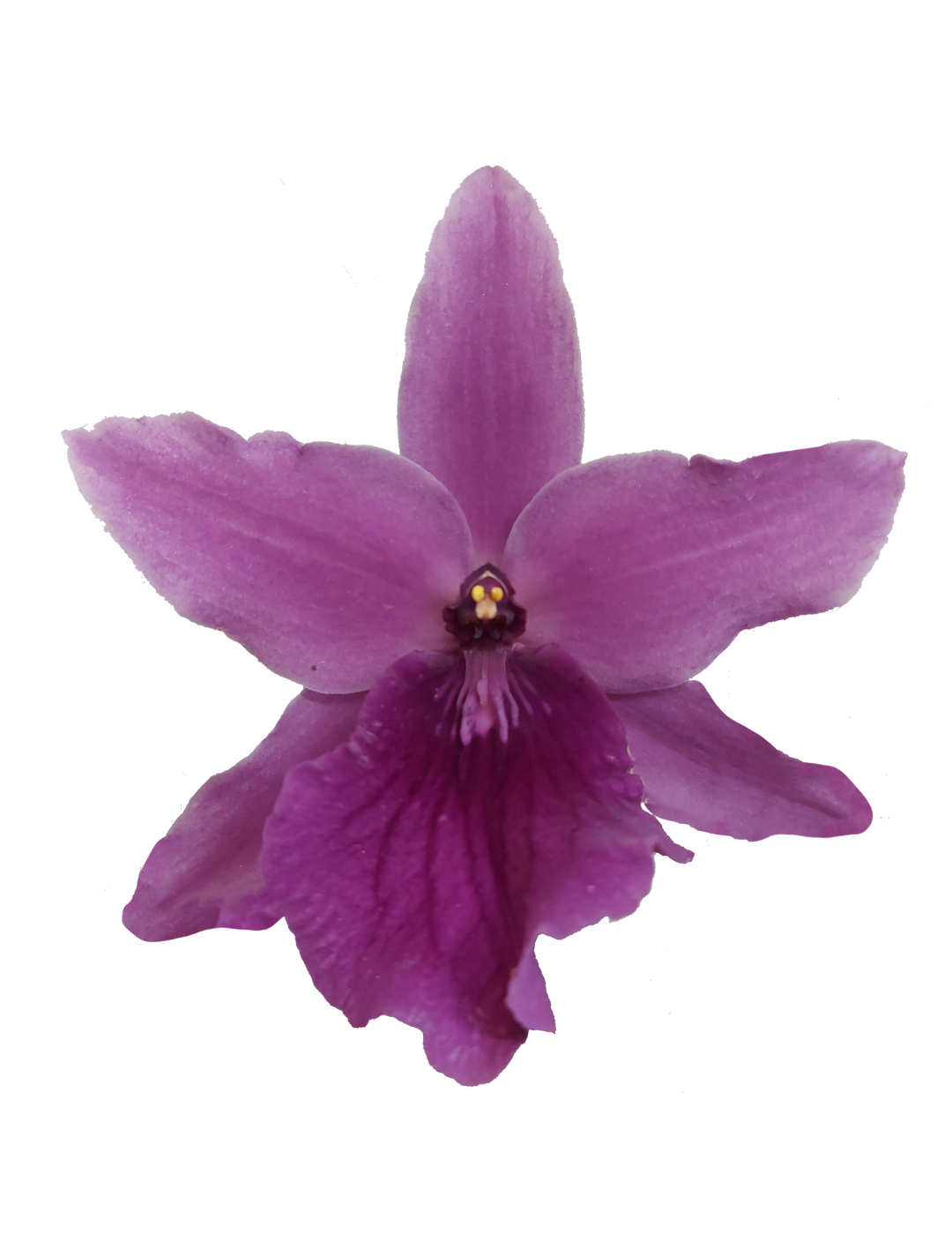 Miltonia Madleine