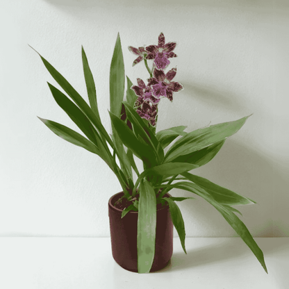 Zygopetalum Jonas