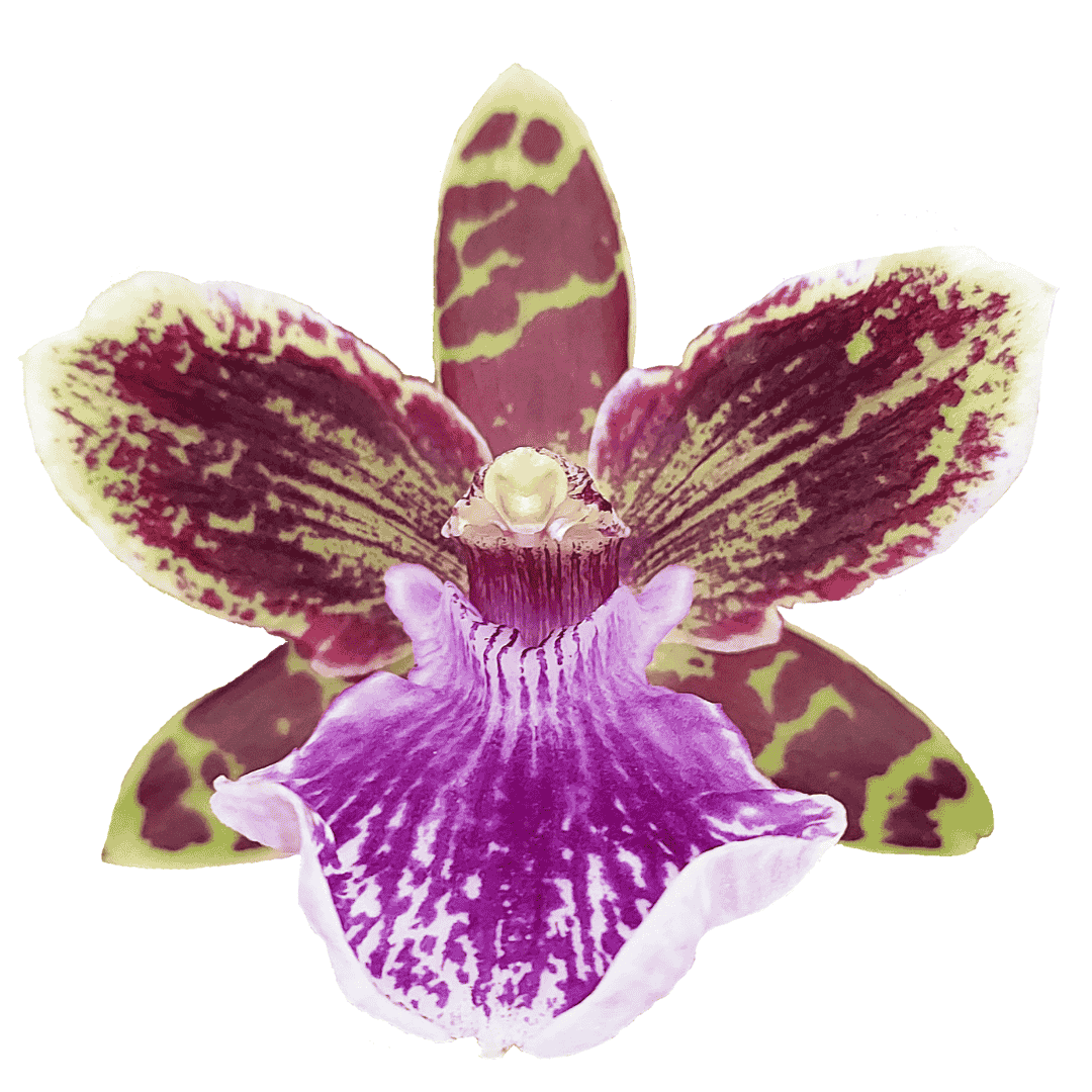 Zygopetalum Jonas
