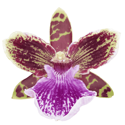 Zygopetalum Jonas