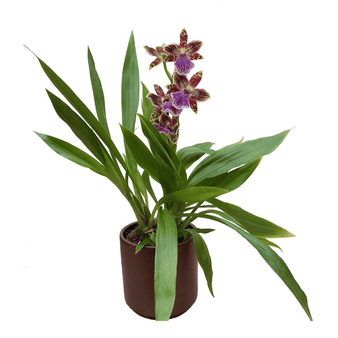 Zygopetalum Jonas