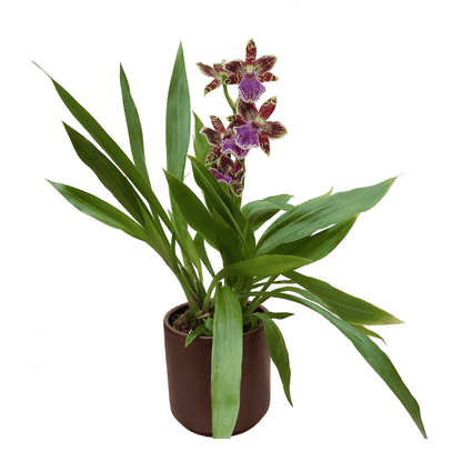 Zygopetalum Jonas