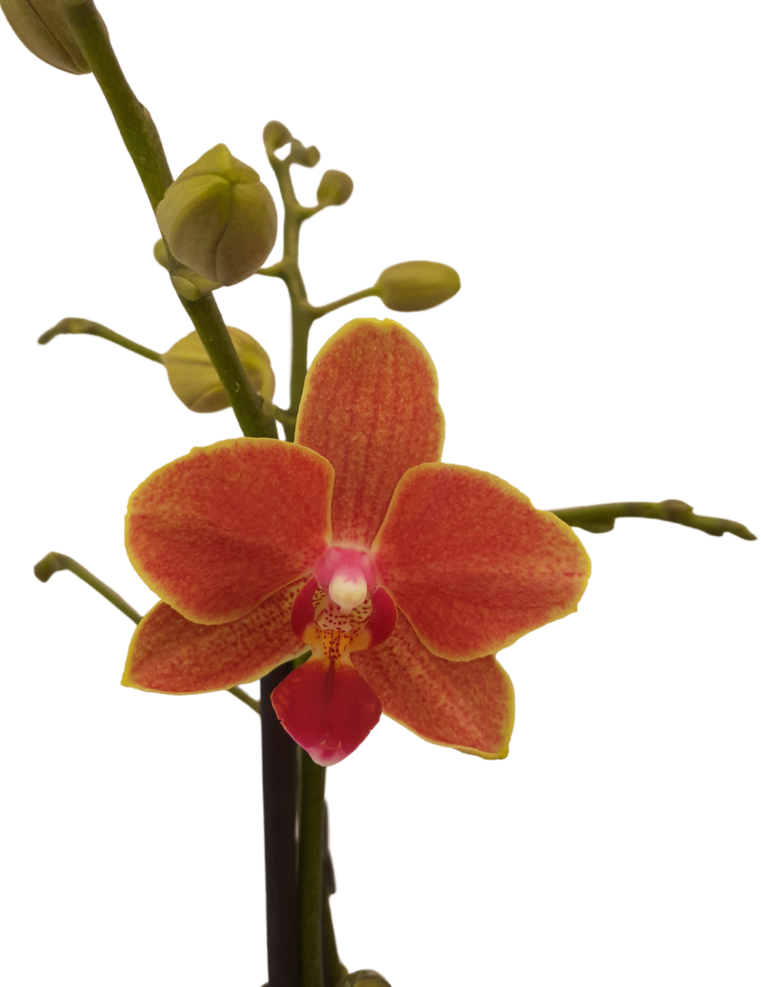 Phalaenopsis Allen Ø9