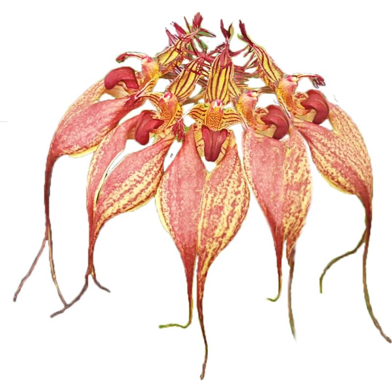 Bulbophyllum rothschildiana