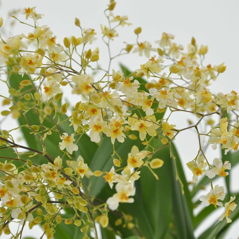 Oncidium Twinkle Ø9