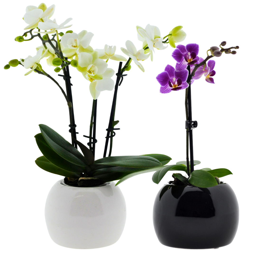 Avoeco Orchidee artificiali in vaso, vero tocco, bonsai Phaleanopsis artigianale, piccole orchidee finte, fiori bianchi con un vaso in ceramica argentata, per casa, ufficio, hotel Decor Avoeco Orchidee artificiali in vaso, vero tocco, bonsai Phaleanopsis artigianale, piccole orchidee finte, fiori bianchi con un vaso in ceramica argentata, per casa, ufficio, hotel Decor