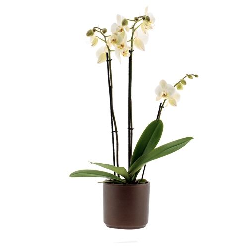 Phalaenopsis Leeds Ø12