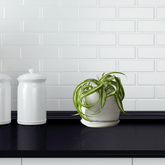 Chlorophytum Bonnie Ø14 - 