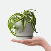 Chlorophytum Bonnie Ø14 - 