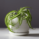 Chlorophytum Bonnie Ø14 - 