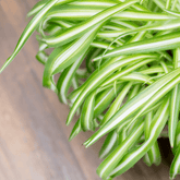Chlorophytum Bonnie Ø14 - 