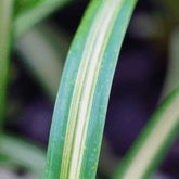 Chlorophytum Comosum Ø14 - 