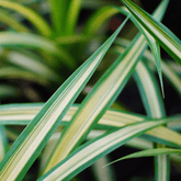 Chlorophytum Comosum Ø14 - 
