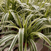 Chlorophytum Comosum Ø14 - 