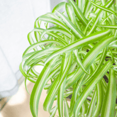 Chlorophytum Comosum Ø14 - 