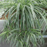 Chlorophytum Comosum Ø14 - 