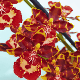 Colmanara Andrea Red - 