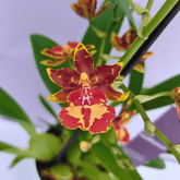 Colmanara Andrea Red - 