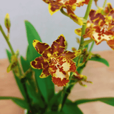 Colmanara Andrea Red - 