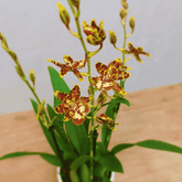 Colmanara Andrea Red - 