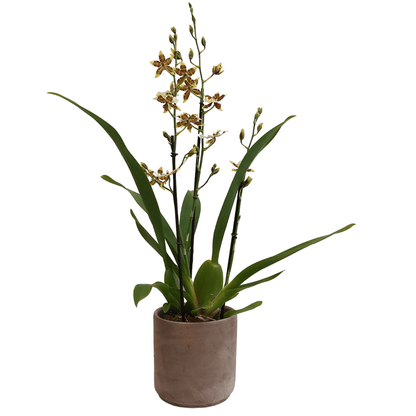 Colmanara Tropic Jungle - 