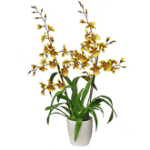 Colmanara White Lip - 