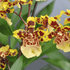 Colmanara White Lip - 