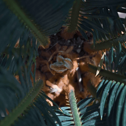 Cycas - 