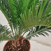 Cycas - 