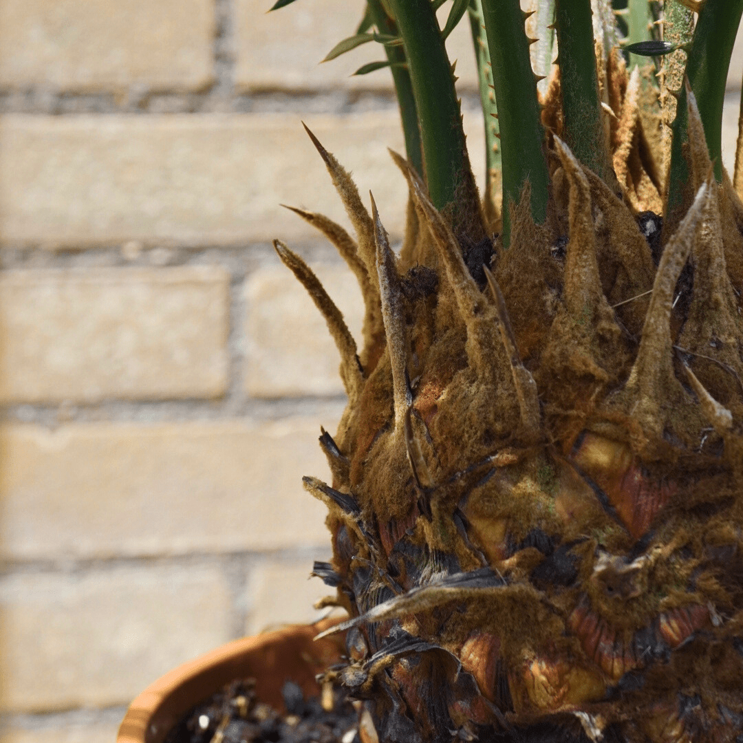 Cycas - 