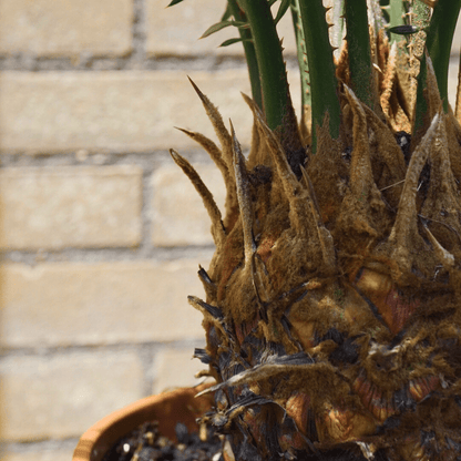 Cycas - 