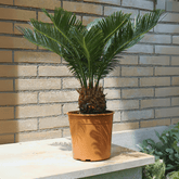 Cycas - 