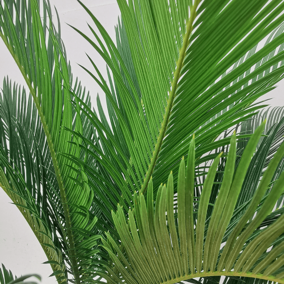 Cycas - 