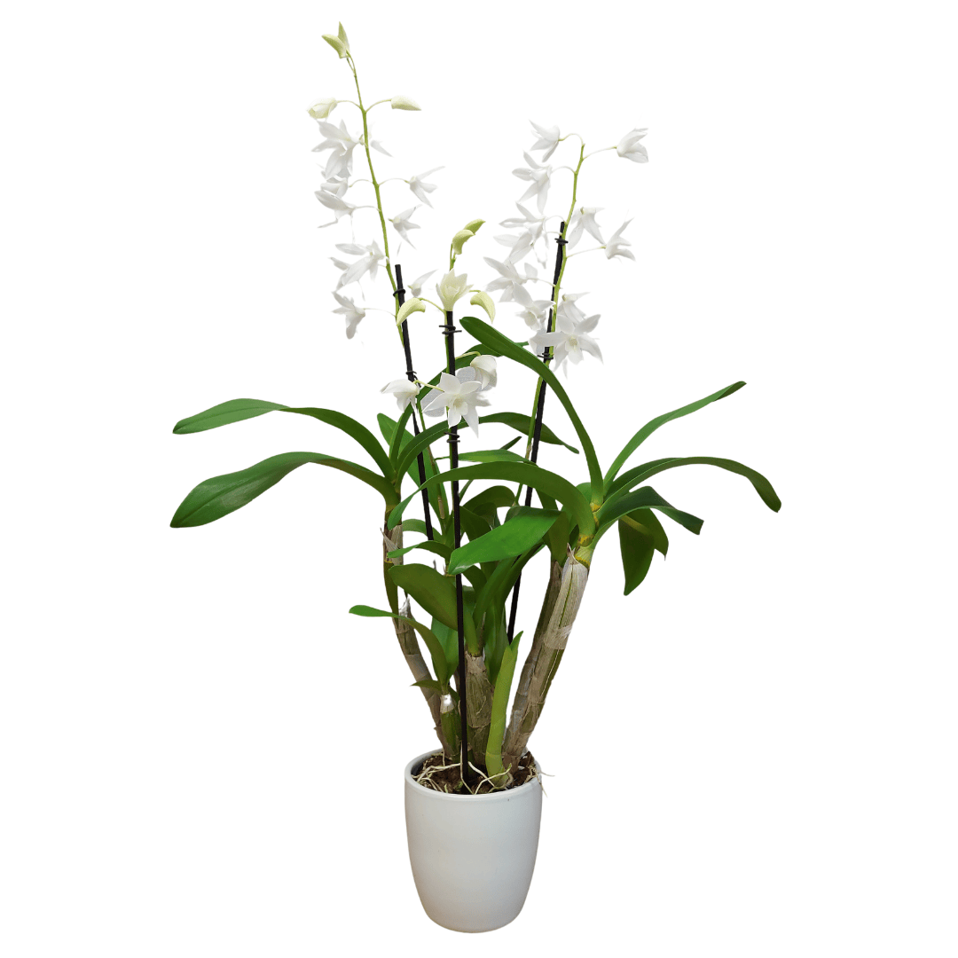Dendrobium Ida - 