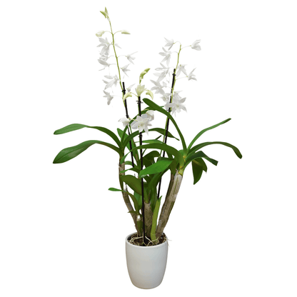 Dendrobium Ida - 