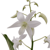 Dendrobium Ida - 
