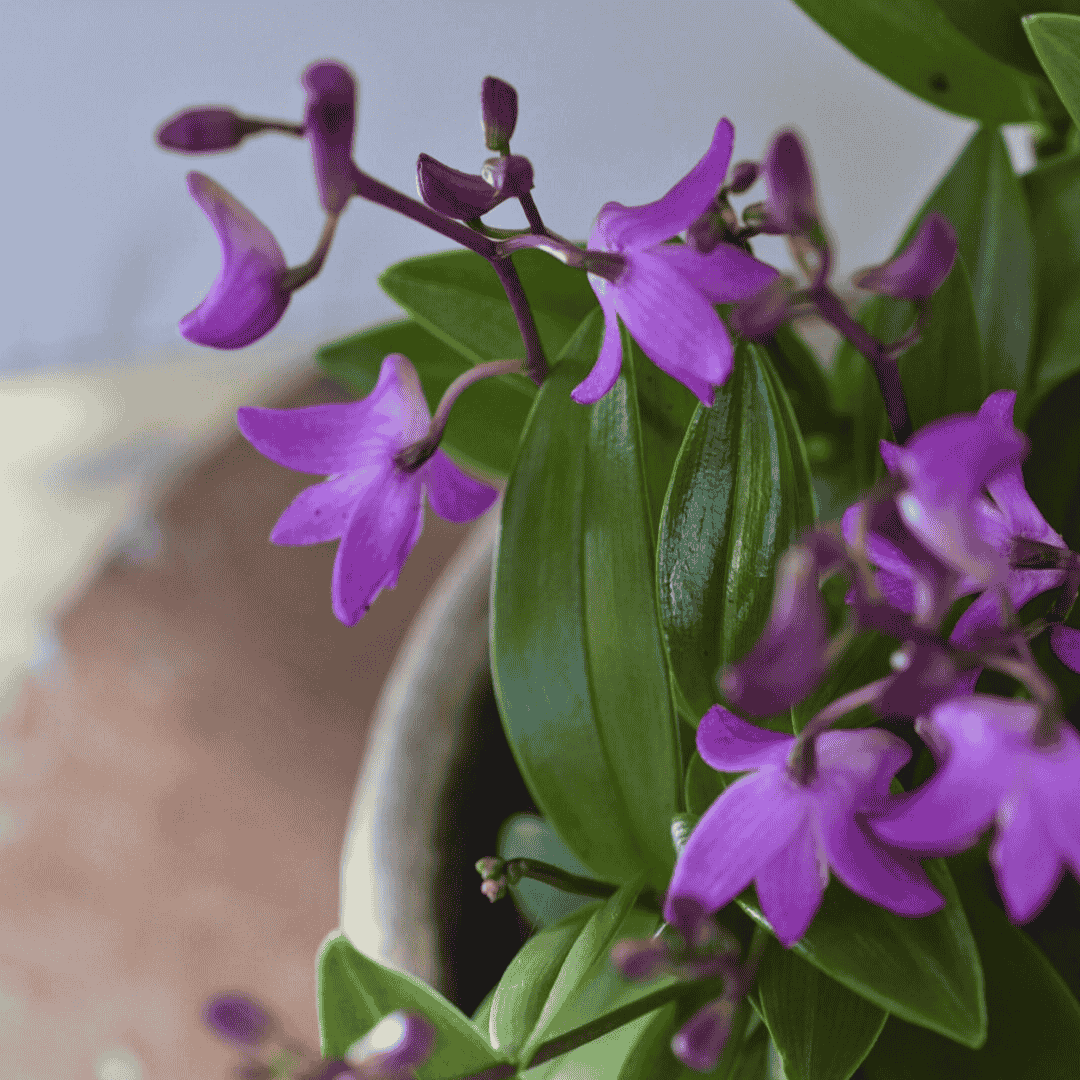 Dendrobium Kingianum Rosa - 