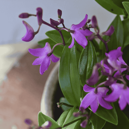 Dendrobium Kingianum Rosa - 