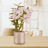 Dendrobium Lucky Girl Rosa Chiaro - 