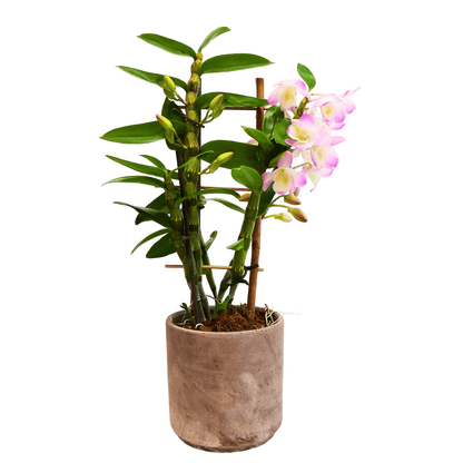Dendrobium Lucky Girl Rosa Chiaro - 